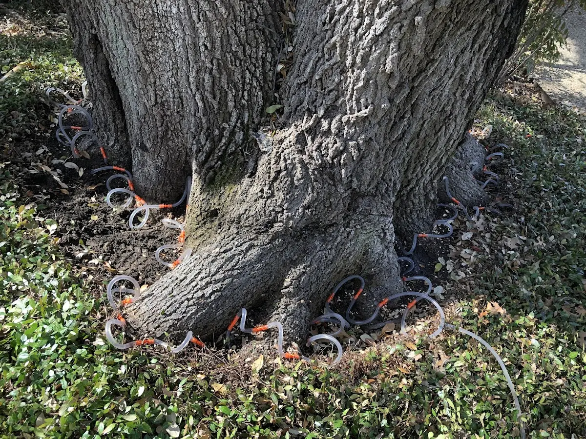 Detailed Tree Cabling and Bracing job site in Lewiston Woodville