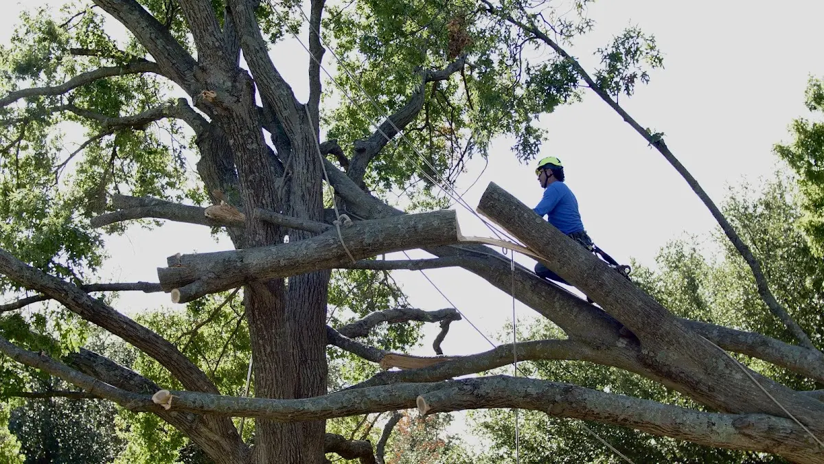Professional Hazardous Tree Removal performed by certified arborists in Lewiston Woodville