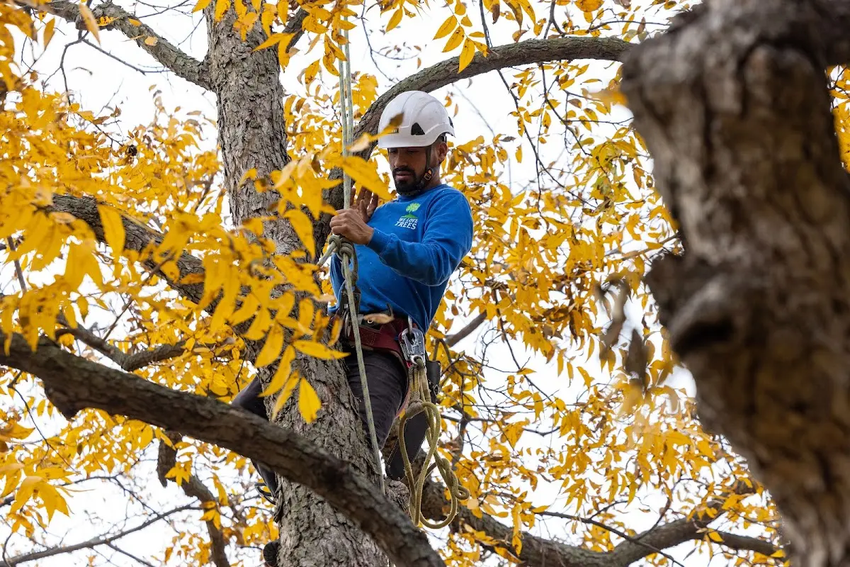 Skilled Tree Pruning crew working in Lewiston Woodville